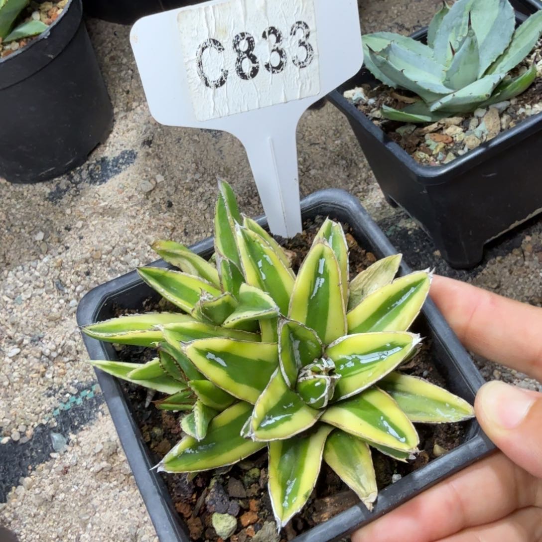 开播福利辉山一颗脱土……