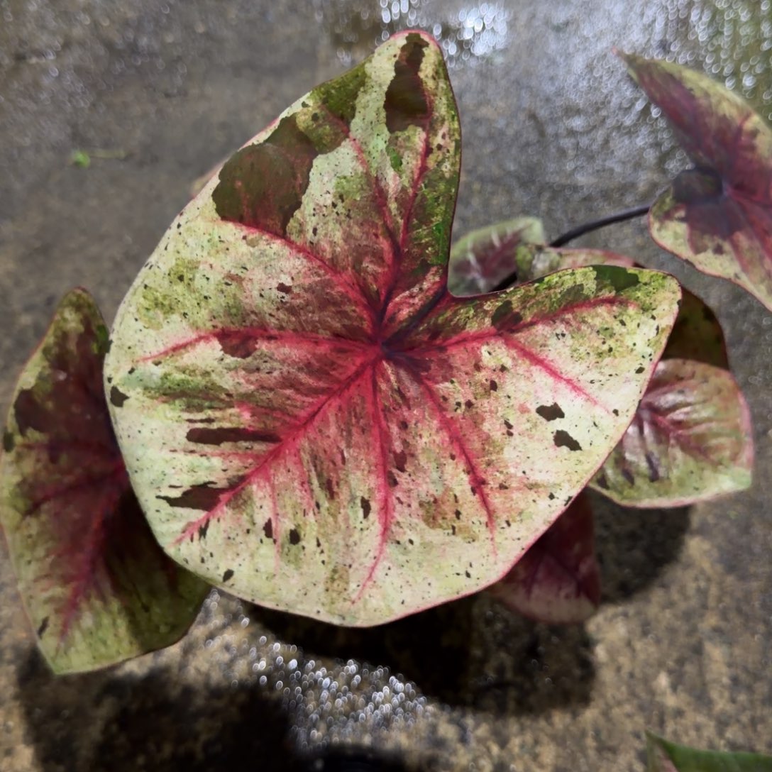 无花朵泰彩达摩 s041