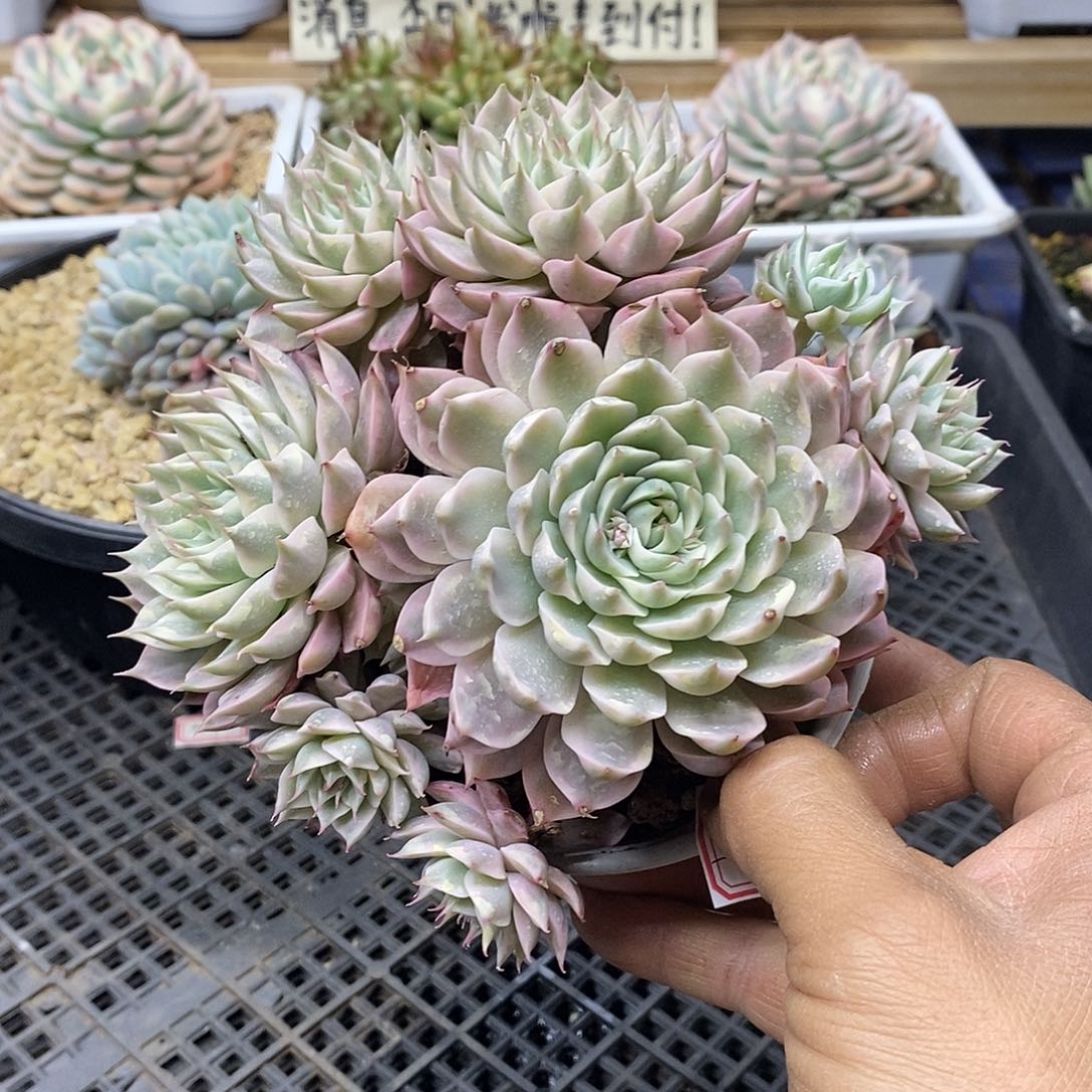 2474 玛格丽特锦自然群 掉小头不包 需延时发货