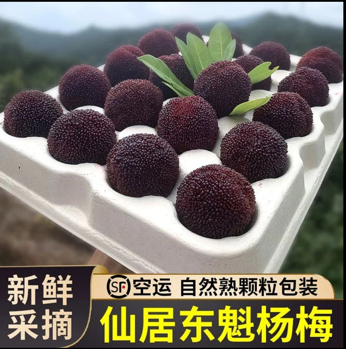 【浙江仙居东魁杨梅】顺丰冷链包邮东魁杨梅新鲜采摘应季