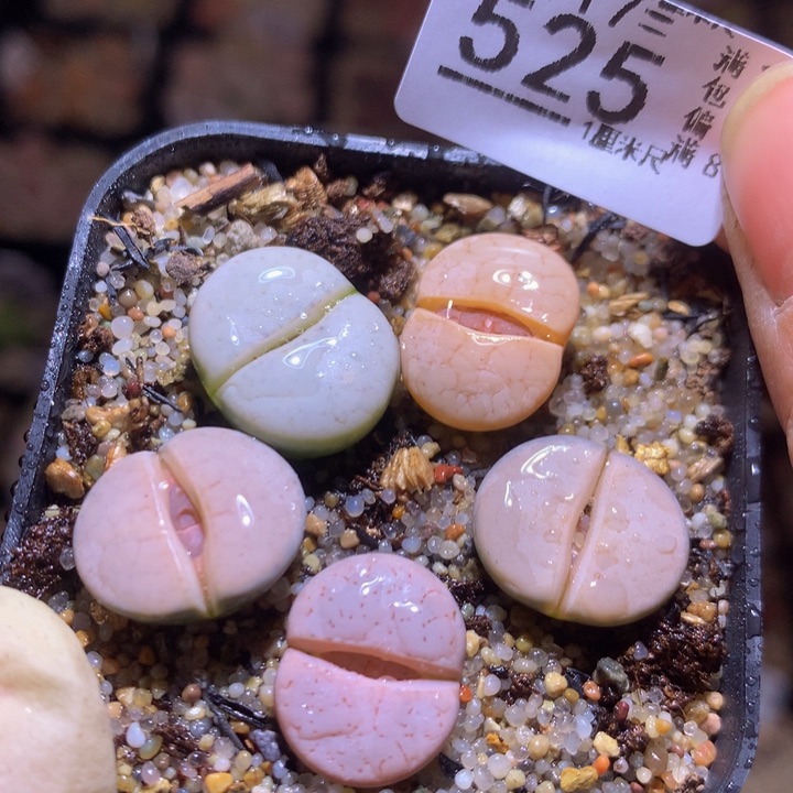 精品生石花117.525