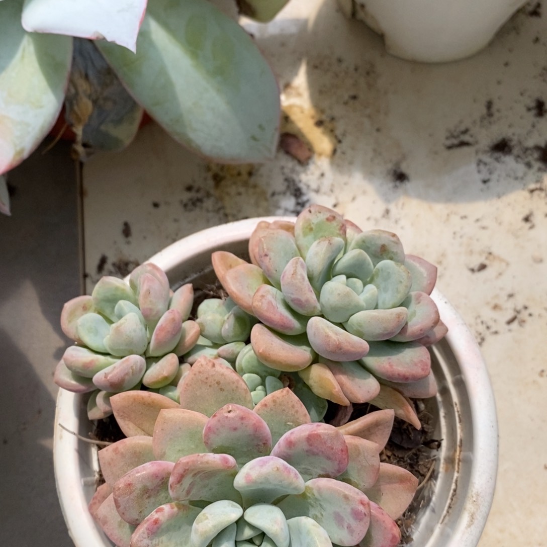 花斑鹿 双头起发  