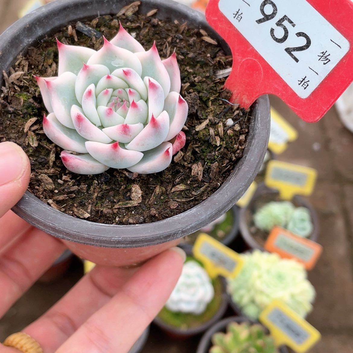 【闪购商品】952号