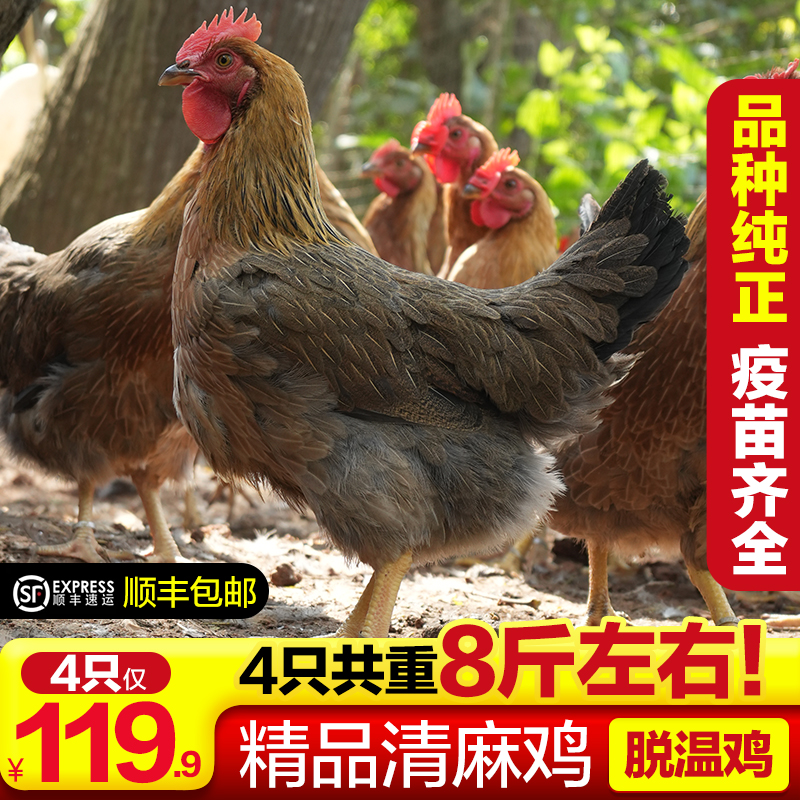 清麻青年鸡4只（4只8斤重左右）txa