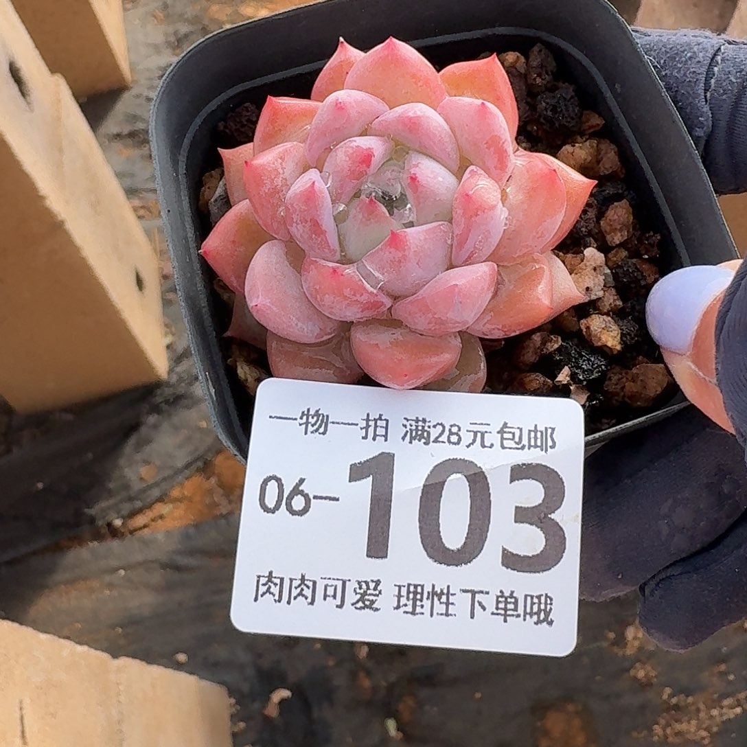 霜花无盆无发货无