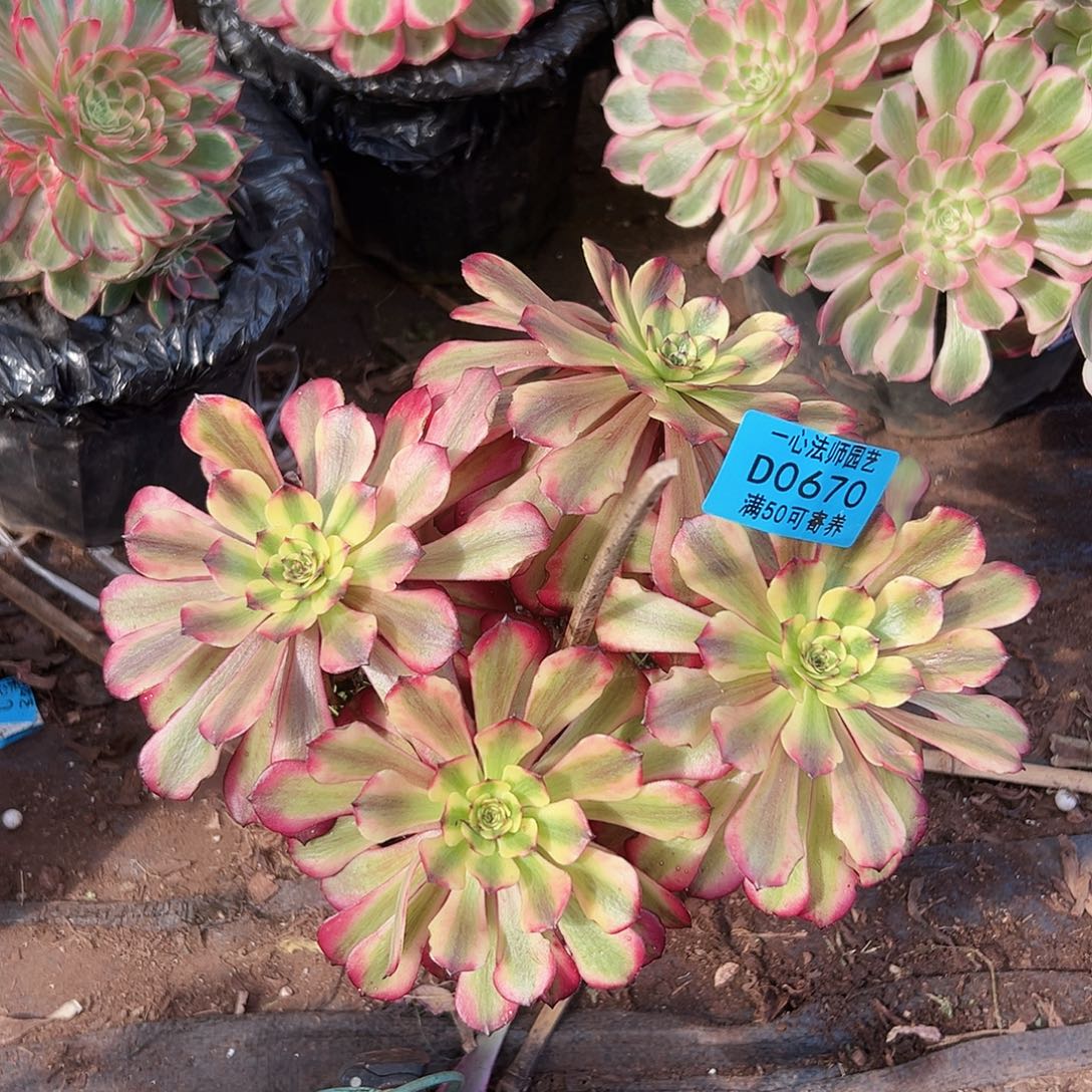 美林0670多肉植物