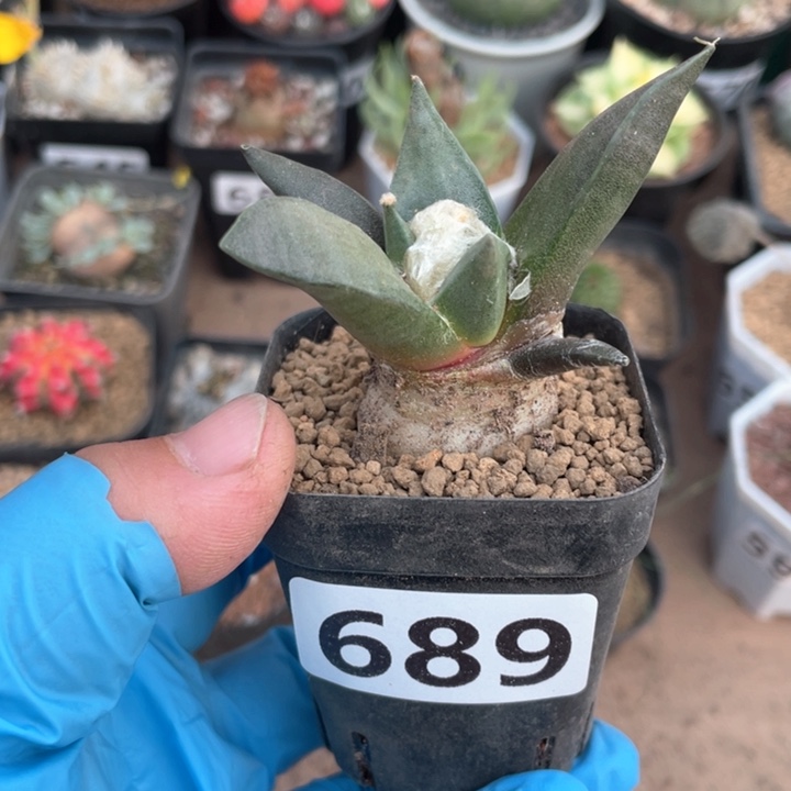 689实生龙牙牡丹