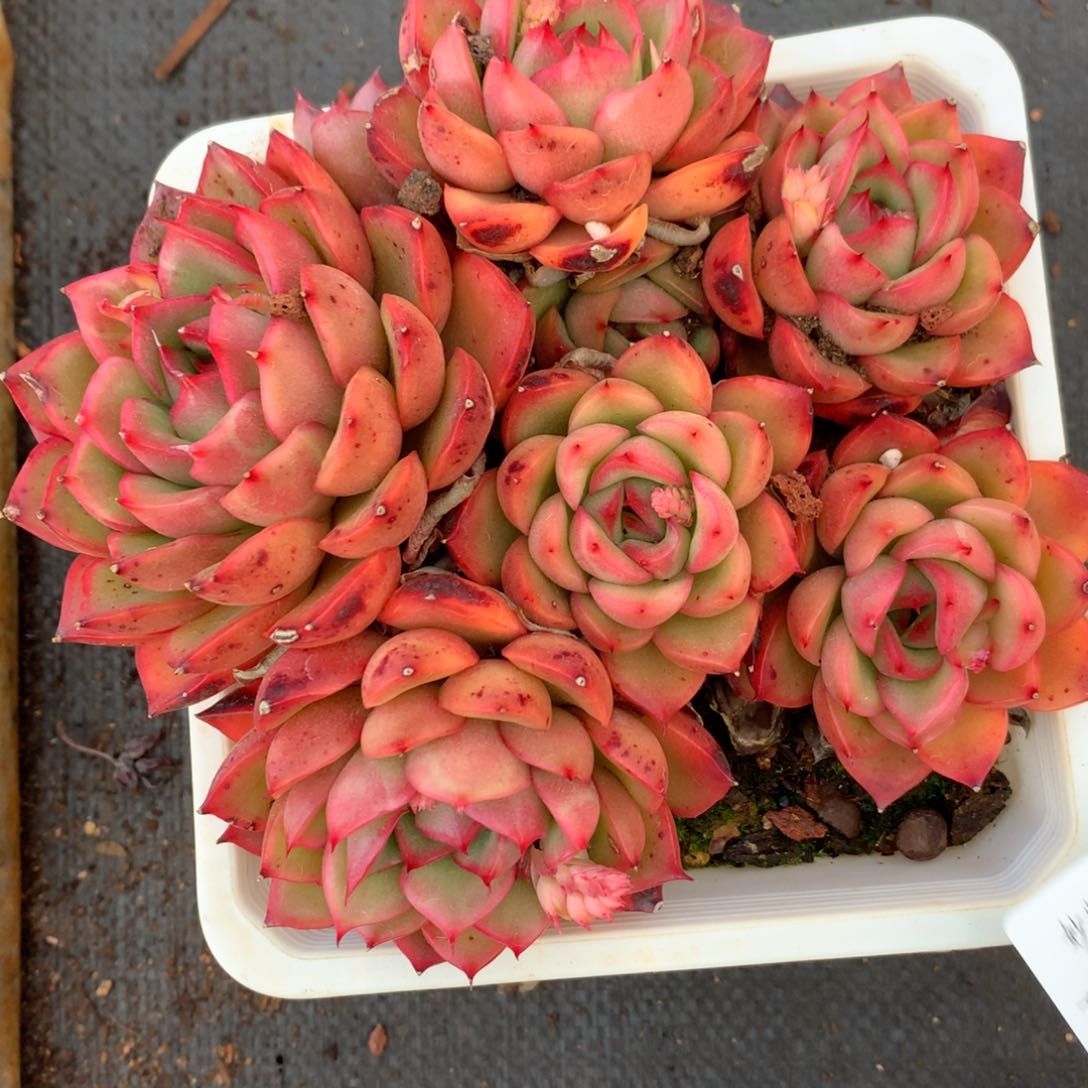 1281杂交精品基地14厘米