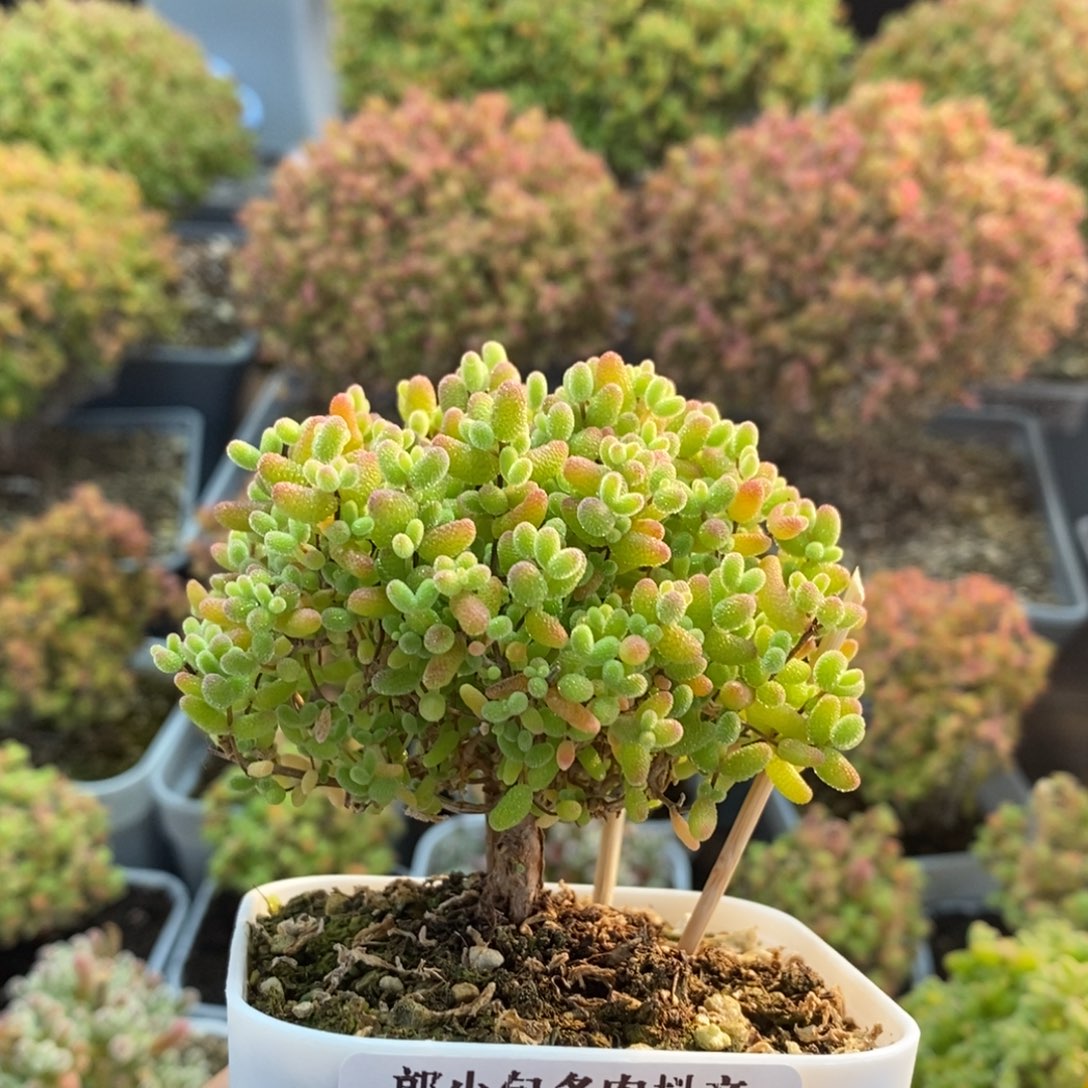 蜜橘糖球2795枝干番杏