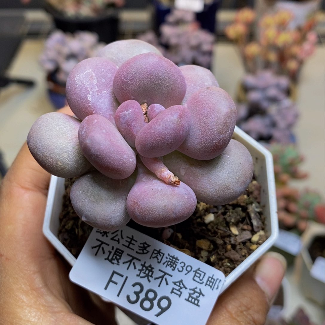 389小红蛋多肉5c m