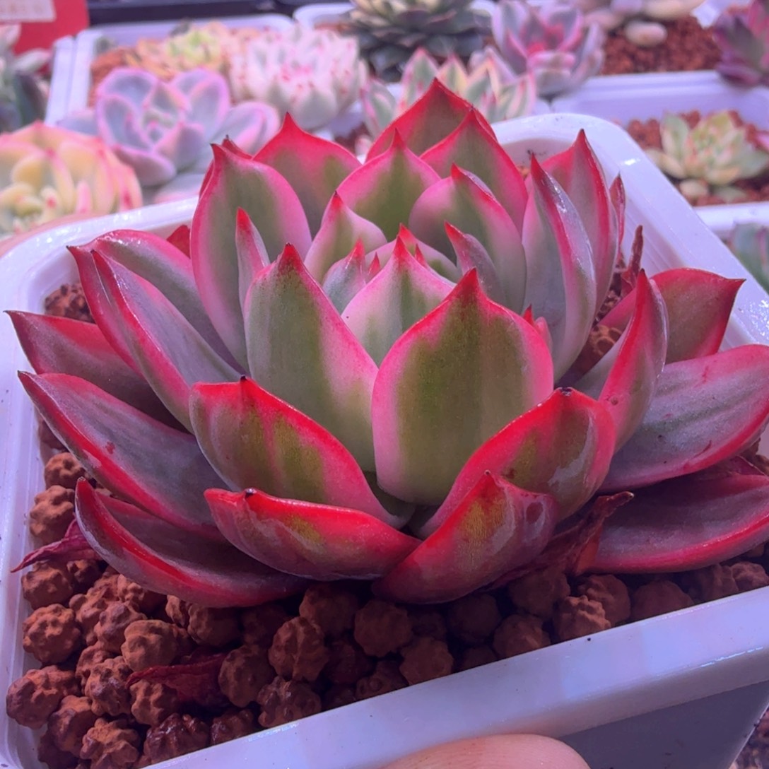 劳伦斯锦 多肉植物