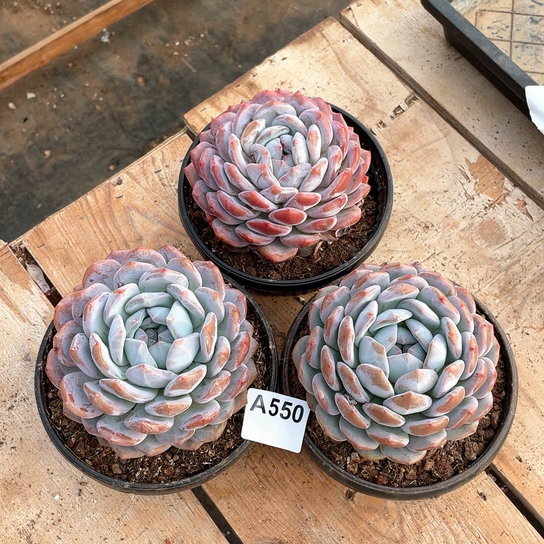 文***文550多肉植物多肉植物