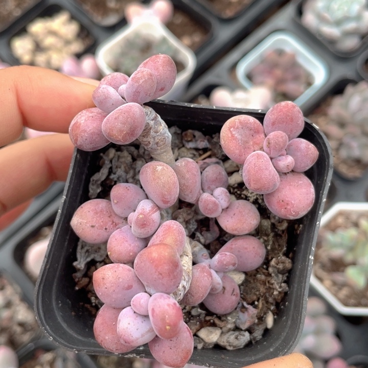 桃蛋群随机发满18包邮