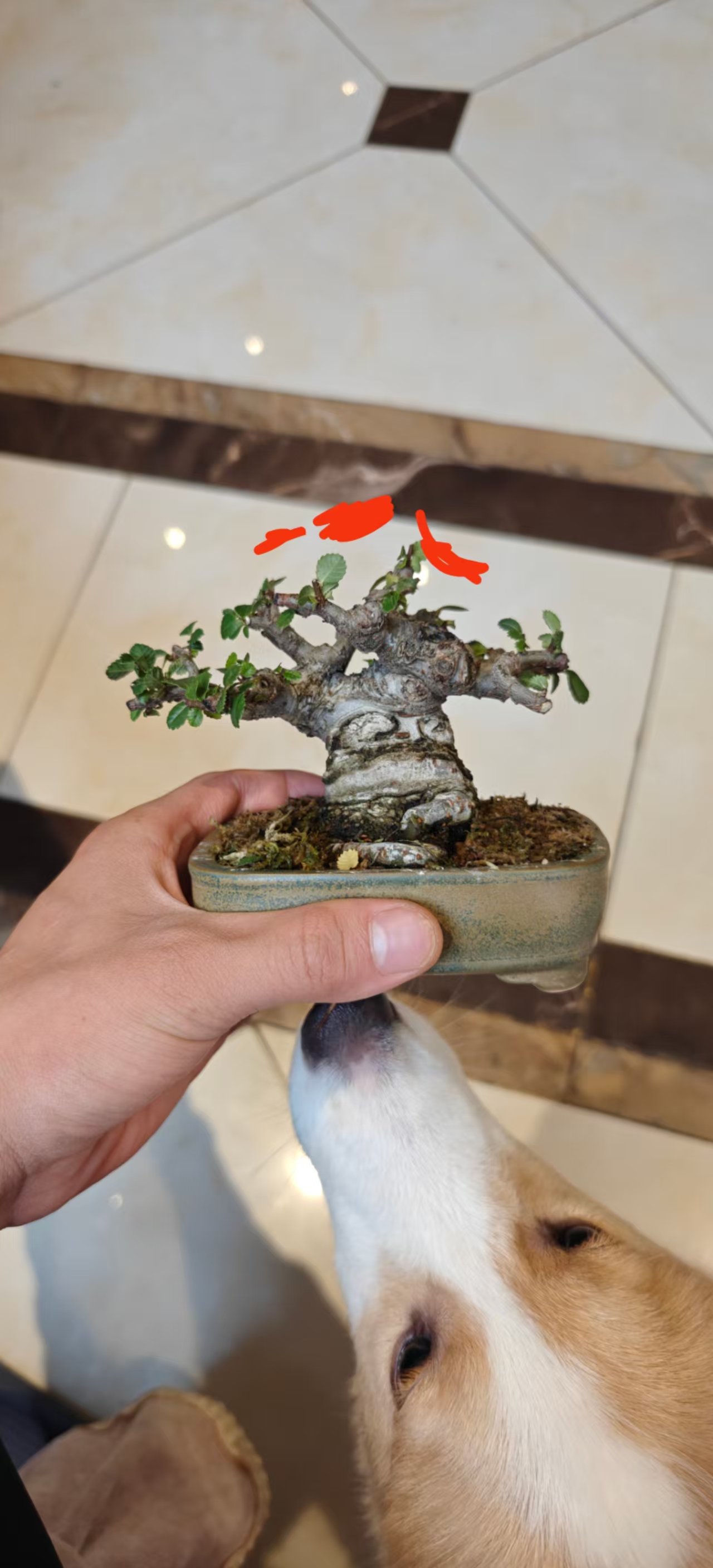 盆景爱好者二号链接