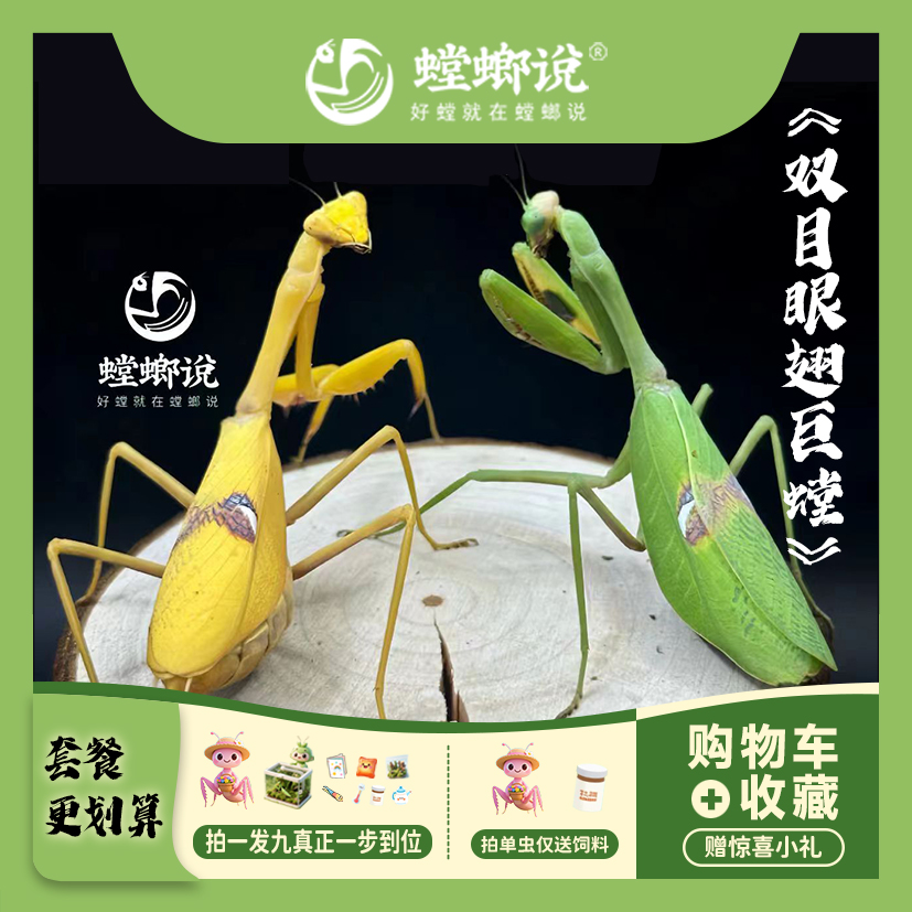 螳螂说双目眼翅巨螳螂观赏螳螂宠物螳螂指尖宠物桌面宠物螳螂说