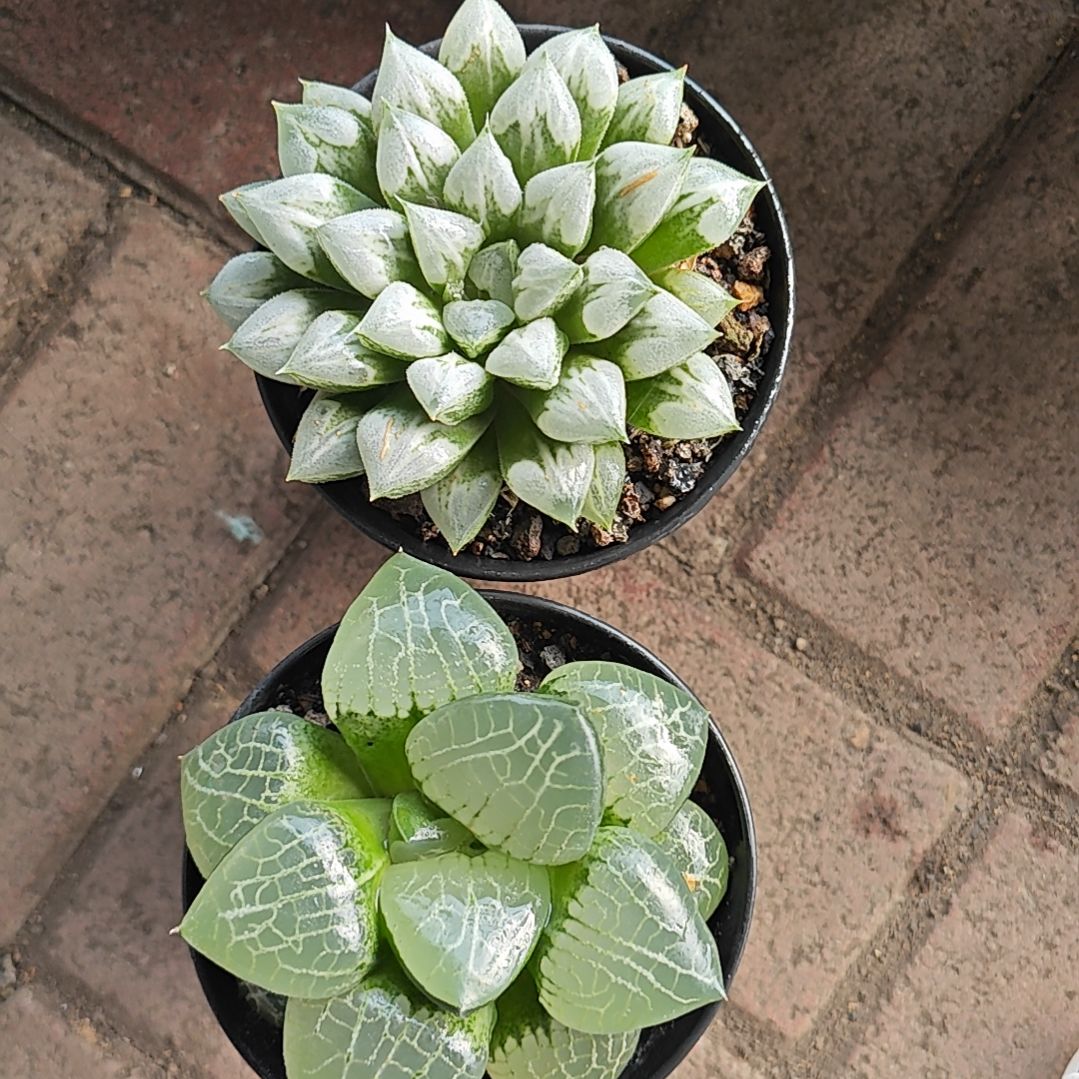 两颗多肉植物原盆土