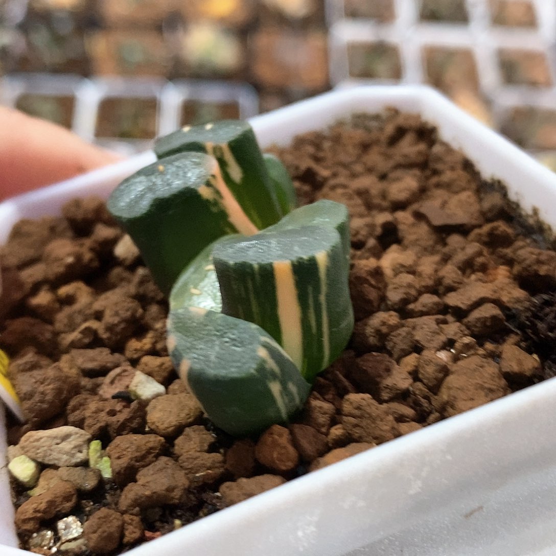 红陶75号大明湖万象锦一物一拍的