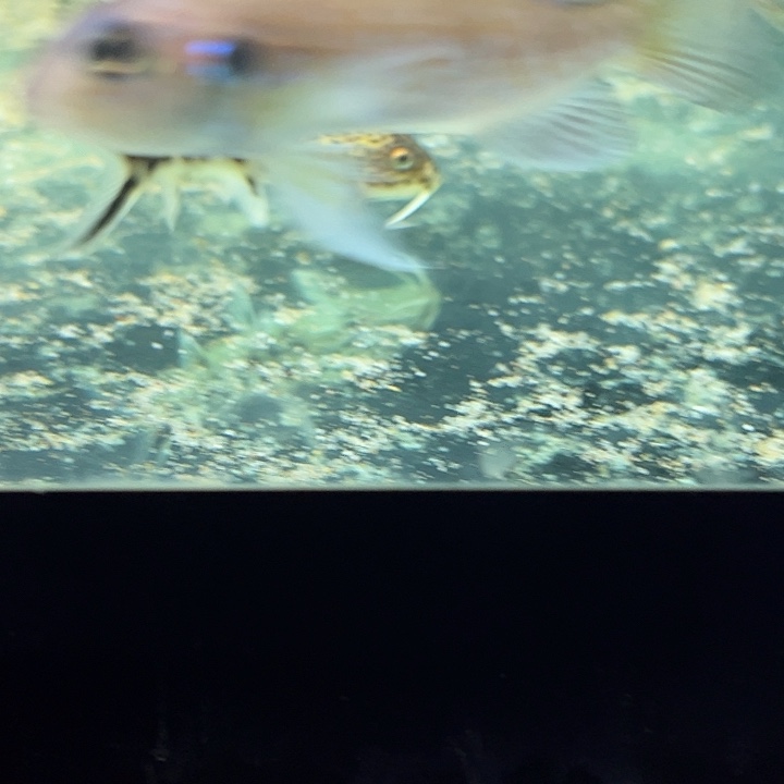 @***忙海水鱼白金豹皮大尺寸