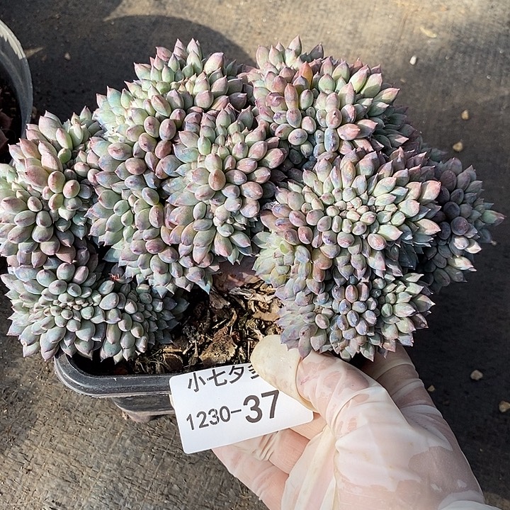 小七夕多肉冰淇淋缀37