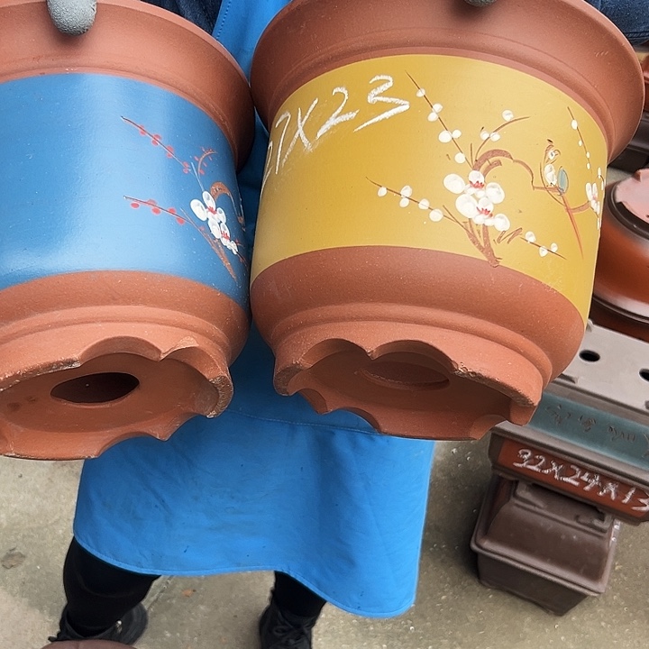 27蓝点菜金钟和27黄点菜金钟花盆