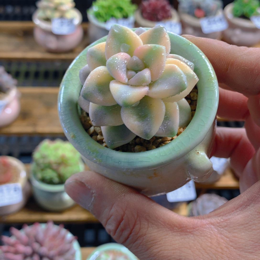 精控多肉植物没杏锦单头量拍