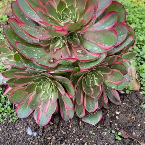 373粉花妖满25包邮多肉