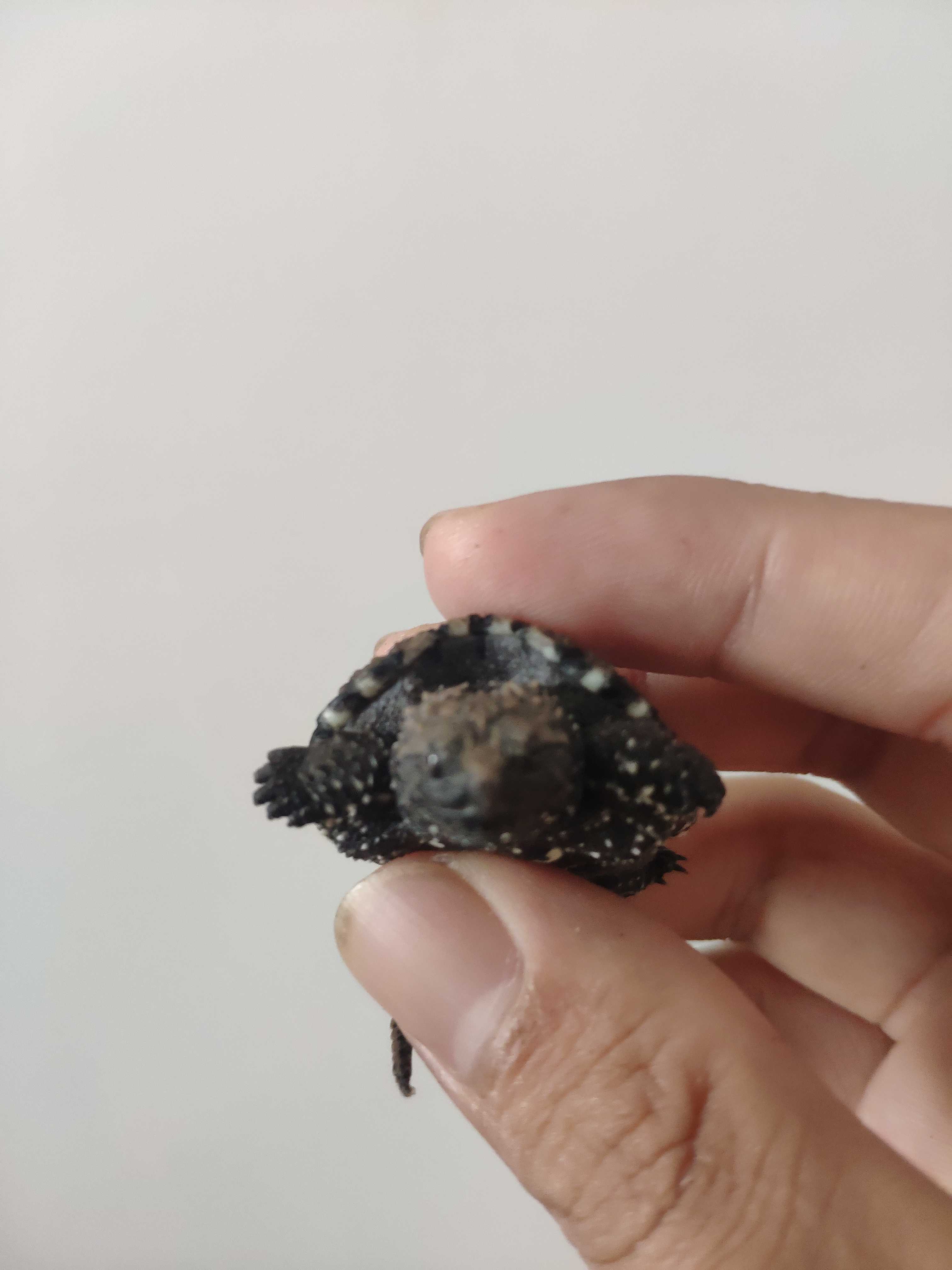 外塘纯种纯佛小龟苗活体凶猛食肉可家养观赏宠物龟