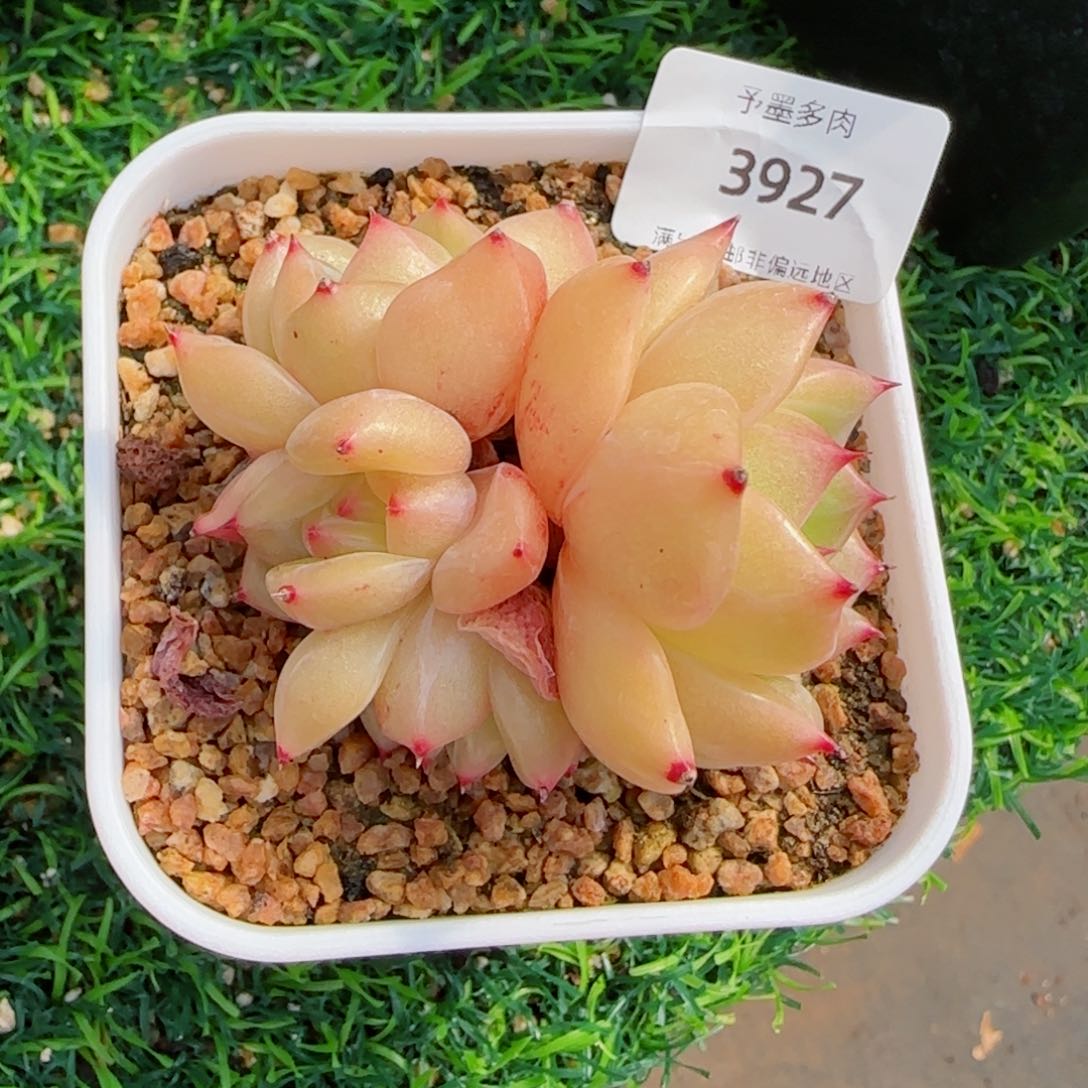 香槟群，3927多肉植物