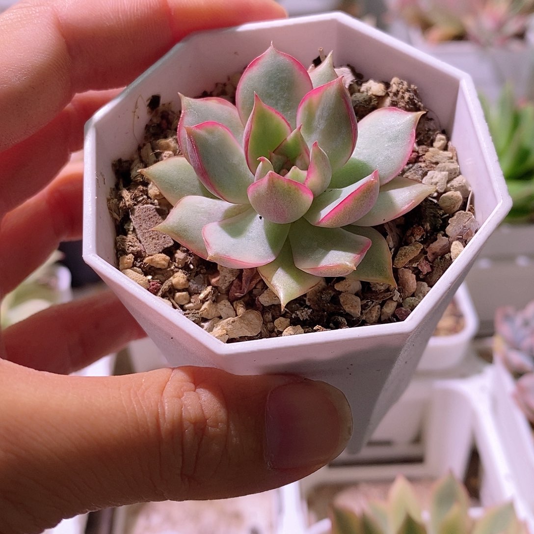 多肉植物老桩多肉植物锦多肉