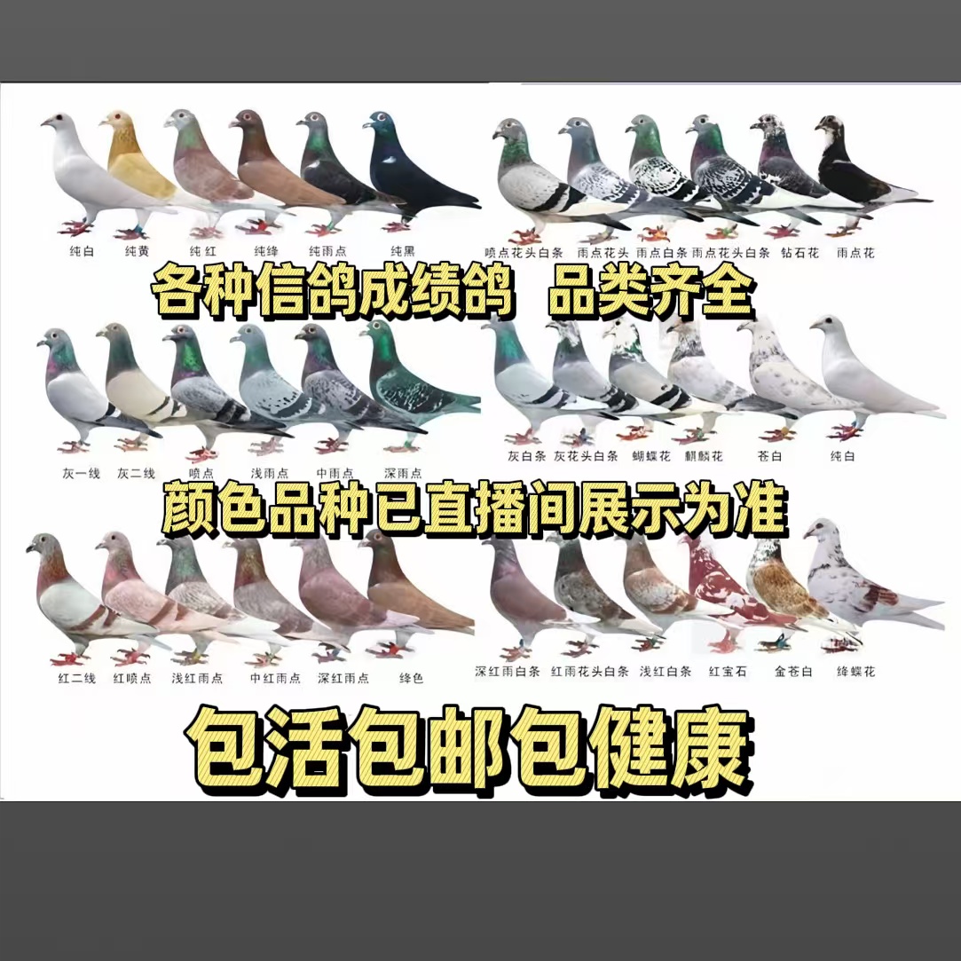 各种独特羽色天落鸟赛鸽信鸽种鸽现挑现卖成绩种鸽名家原环一对