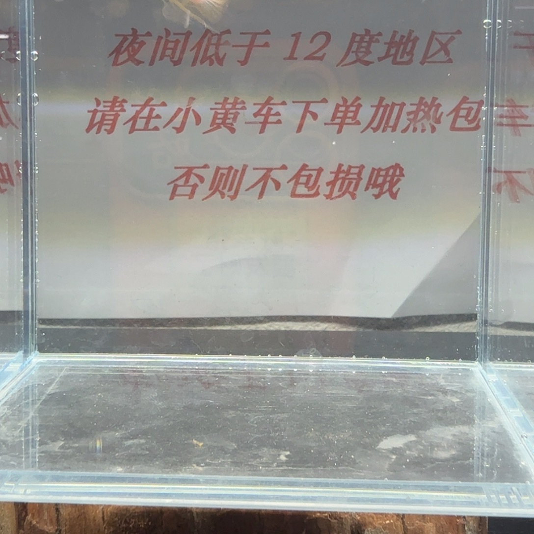 孔雀鱼玻璃猫孔雀鱼16