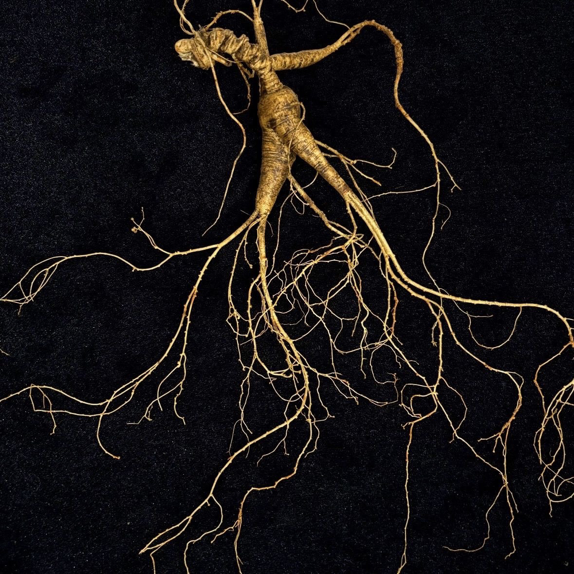 林下参鲜人参改价链接 一物一拍 以直播间实物为准