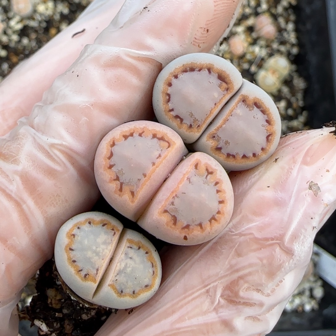 k***i12.12  216饼干腿3颗 5021