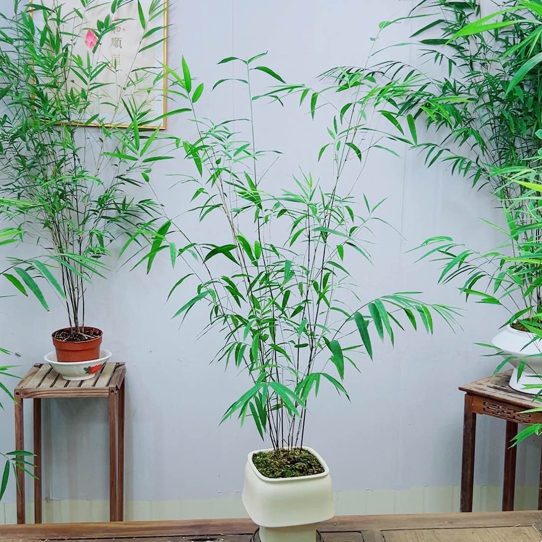 不开花植物内门竹