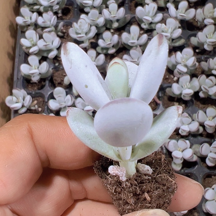 乒乓福娘精品多肉植物