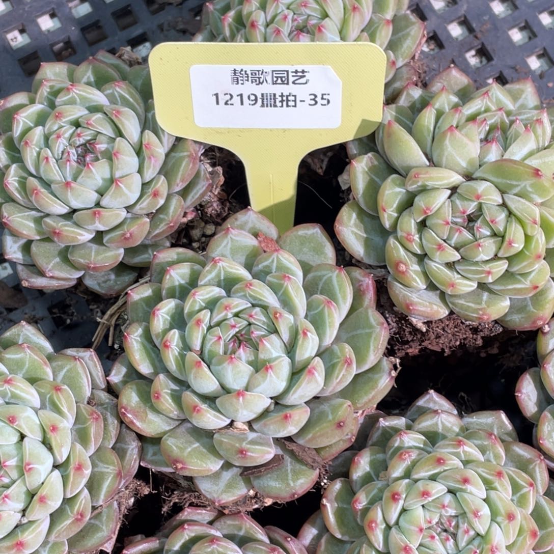 1219-35-雪花珍妮模特一颗