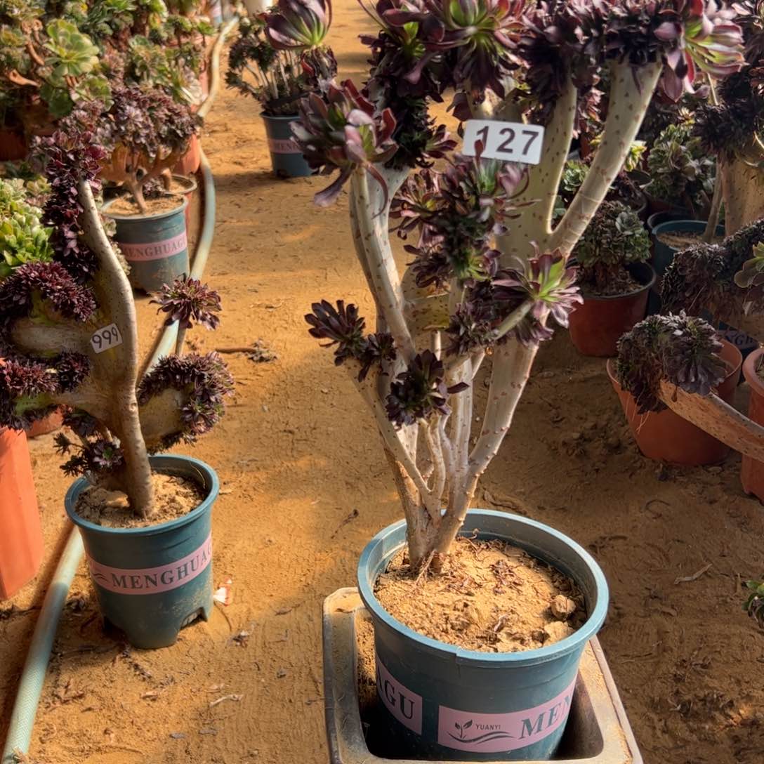 黑缀有伤127一颗