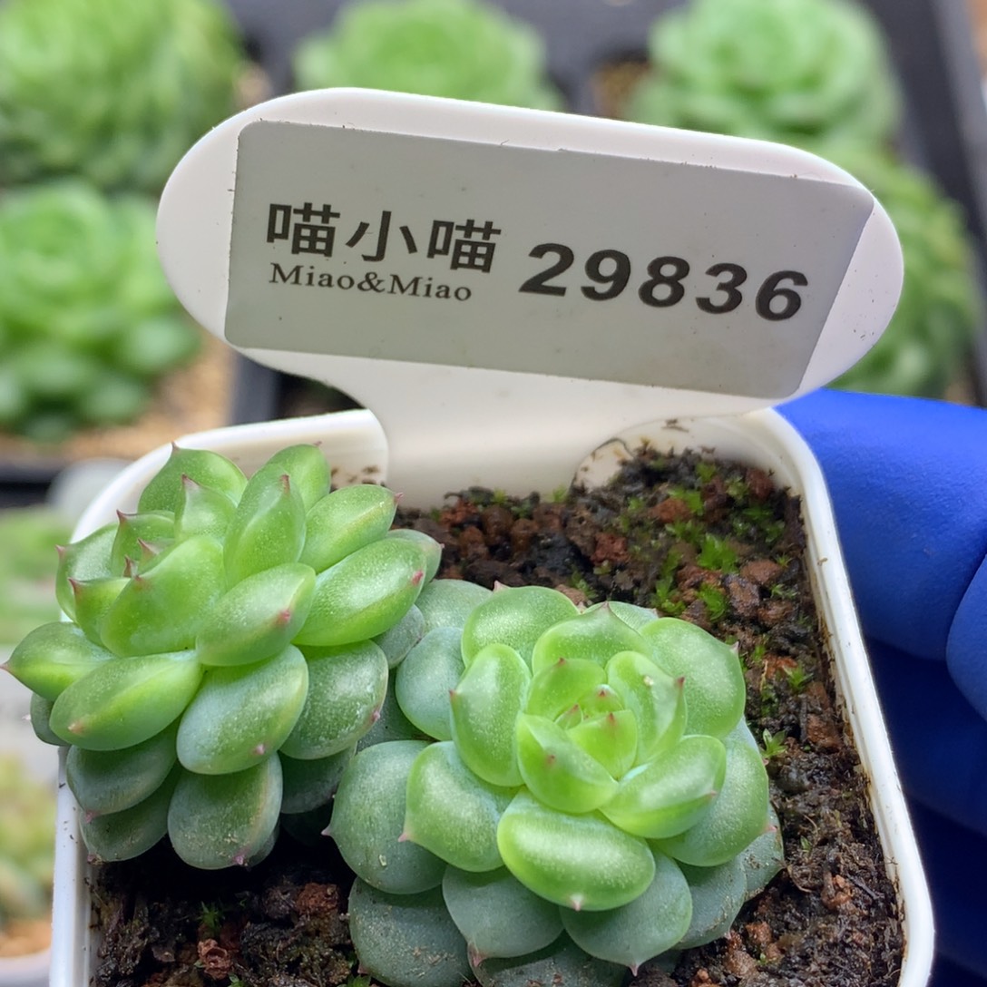 多肉植物杂交珍妮