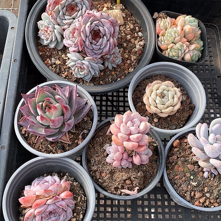 1201003筐拍不售后 福利多多