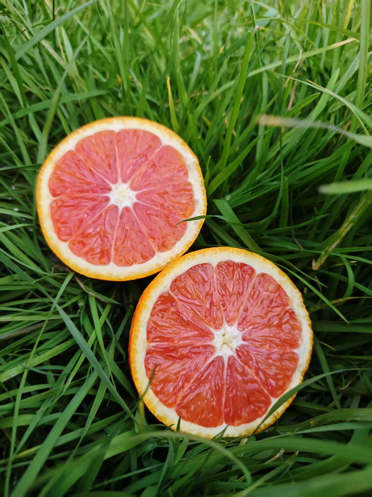 中华红脐橙橙中贵族酸甜可口新鲜采摘