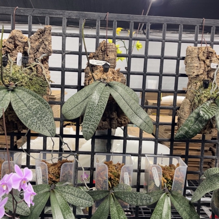 叫***啦当前无花栽培后可以开花