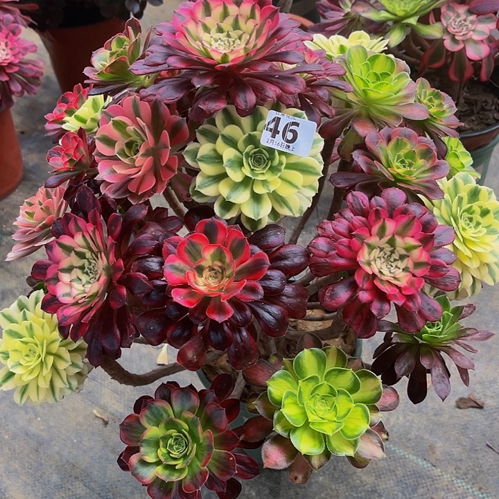 嫁接法师的方法4666666