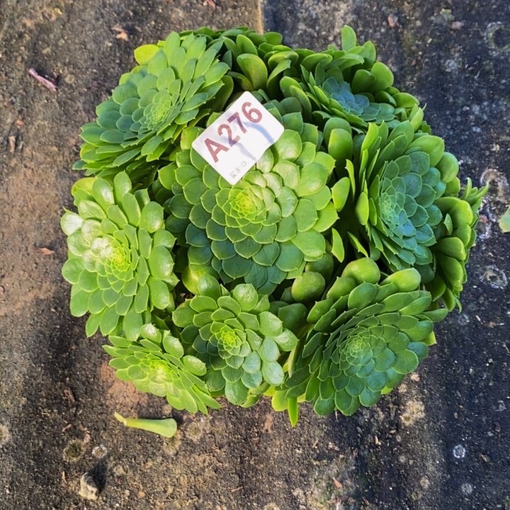 翡翠冰多肉植物276