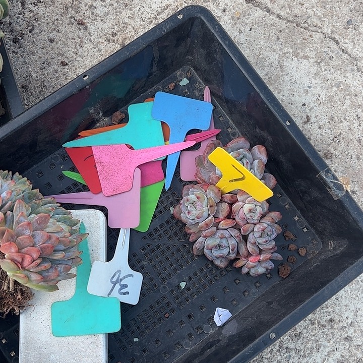 冬***冬星颖缀化多头群山7