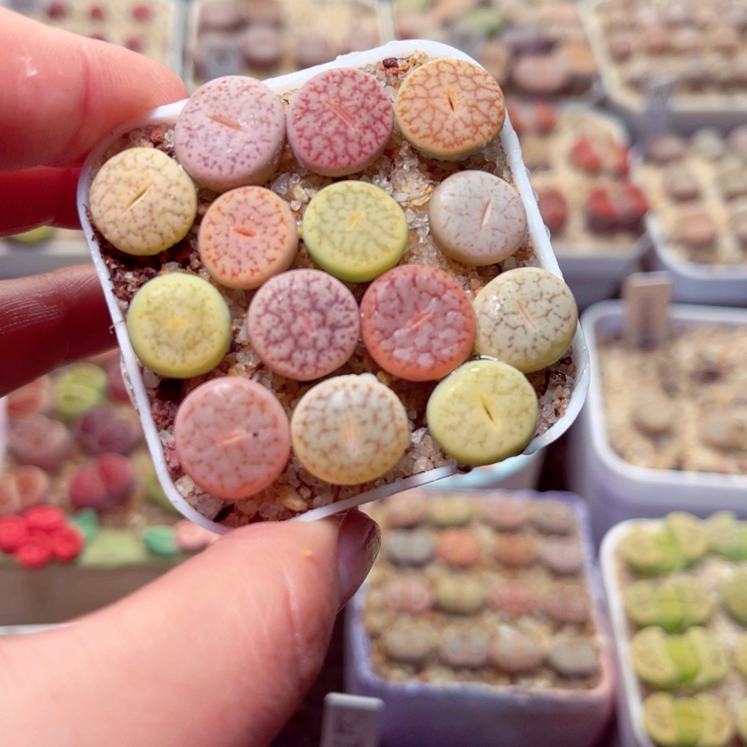 568号带盆包邮发货