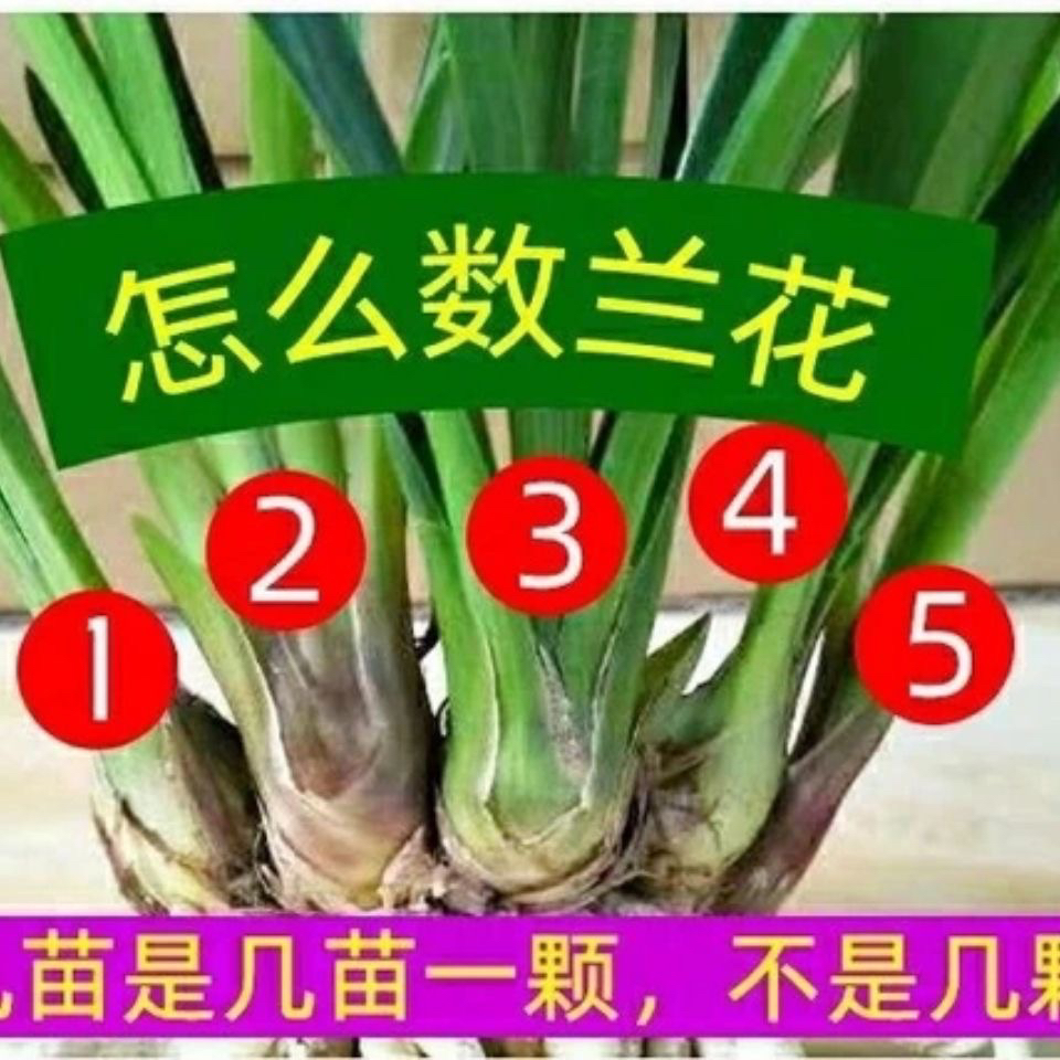 花开富贵 三苗两个花剑带营养盆发货包邮浓香