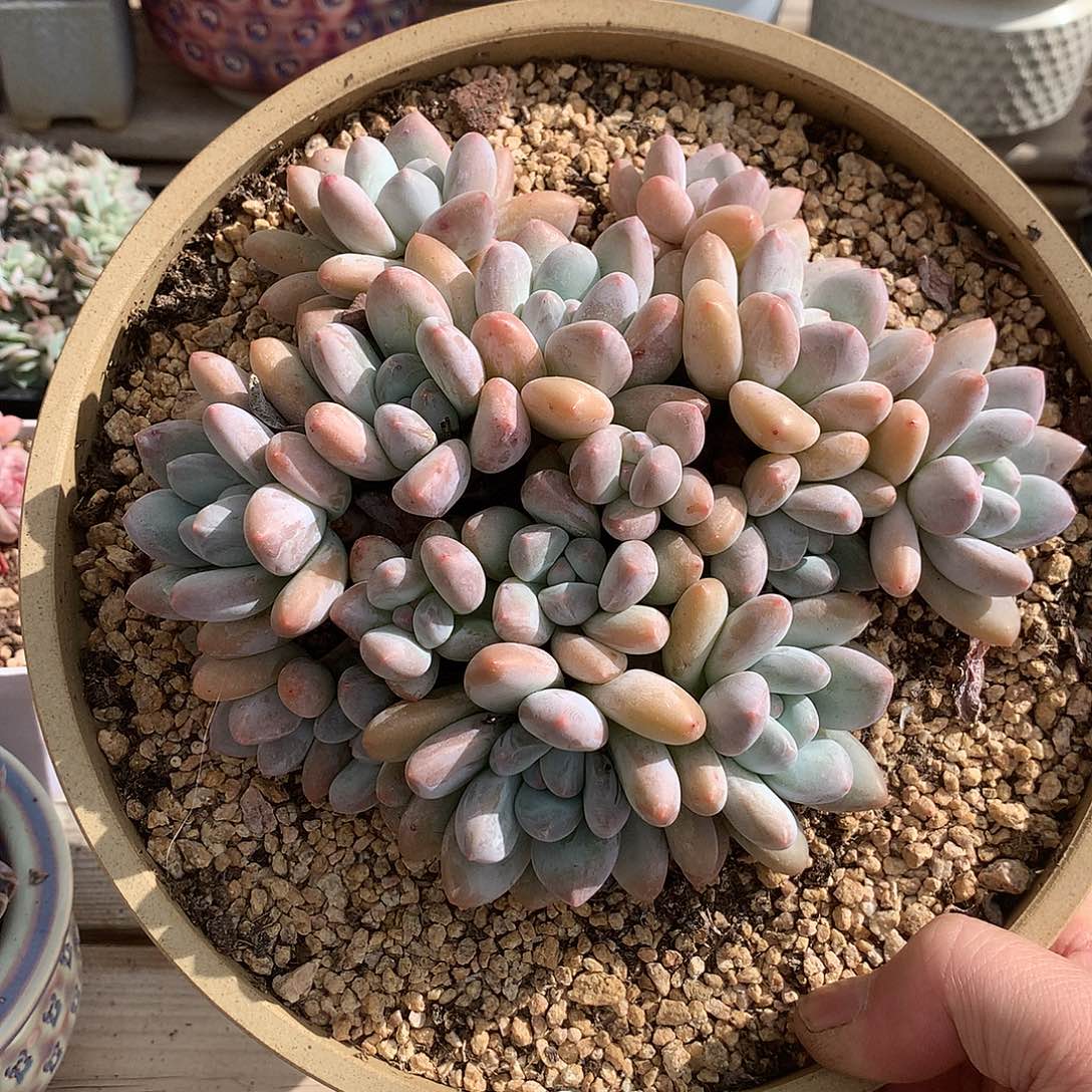 125香水多肉一棵17厘米