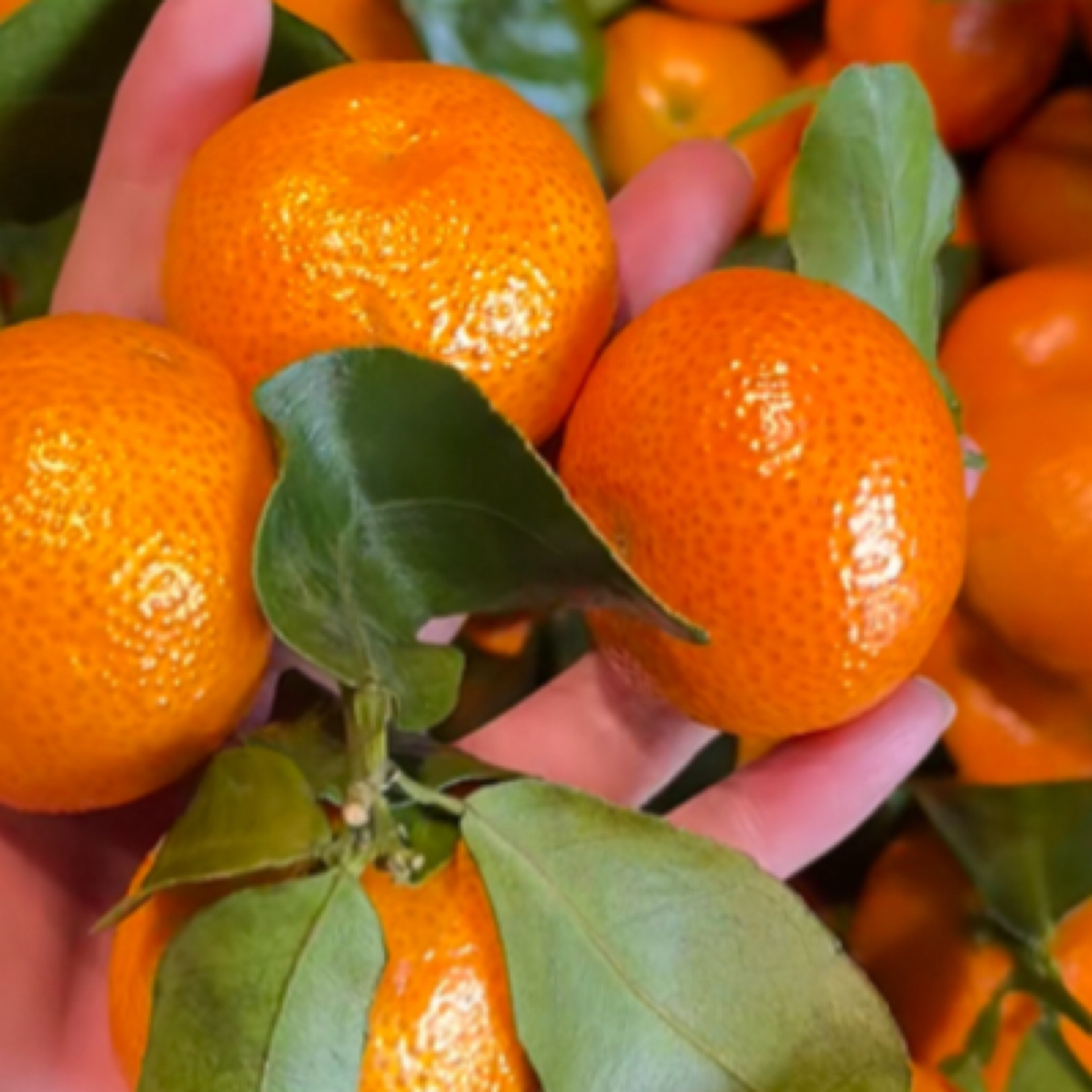 【整果】砂糖橘3斤广西壮族自治区