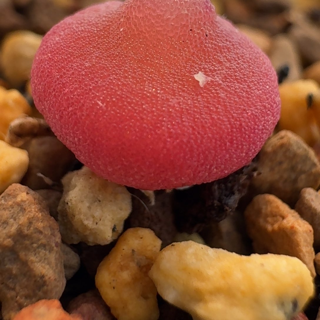 哈默灯泡崛嘴0.95尺寸