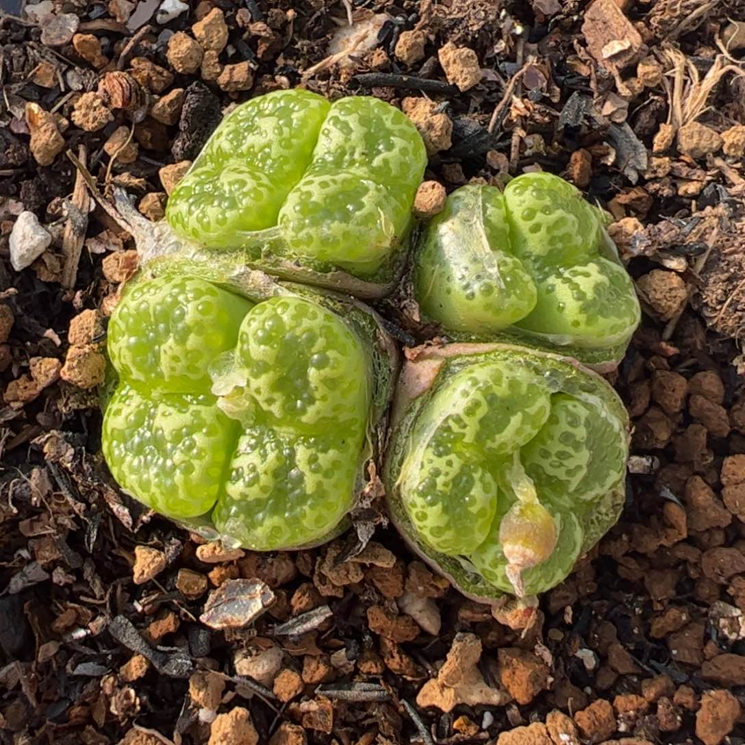 115多肉植物组合